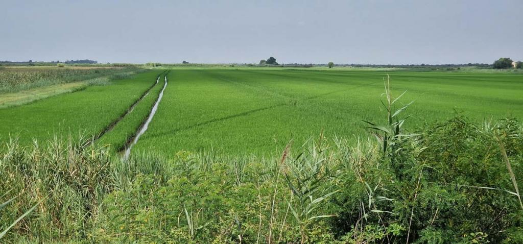 Champ de riz