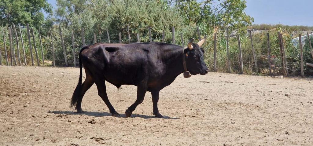 La Camargue
