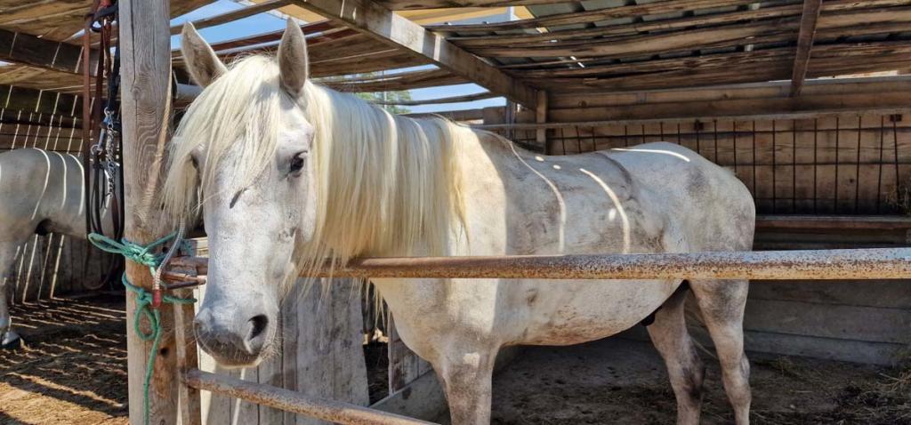 La Camargue