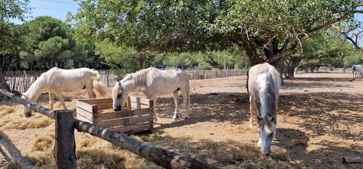 La Camargue