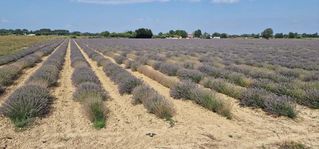 La Camargue