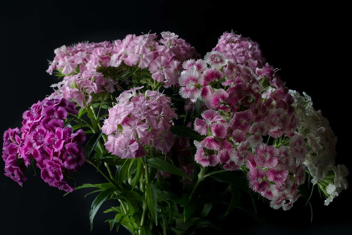 Photographie de fleurs