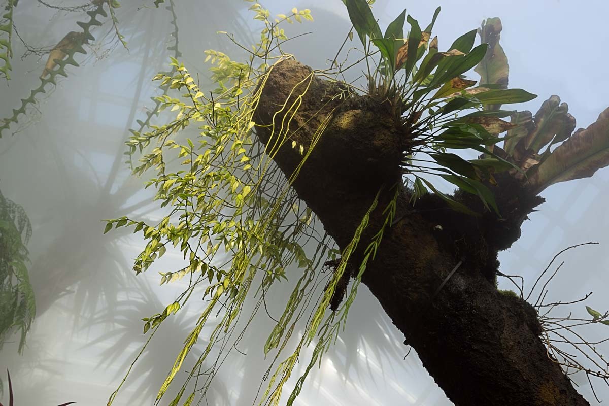 Photographie de fleurs