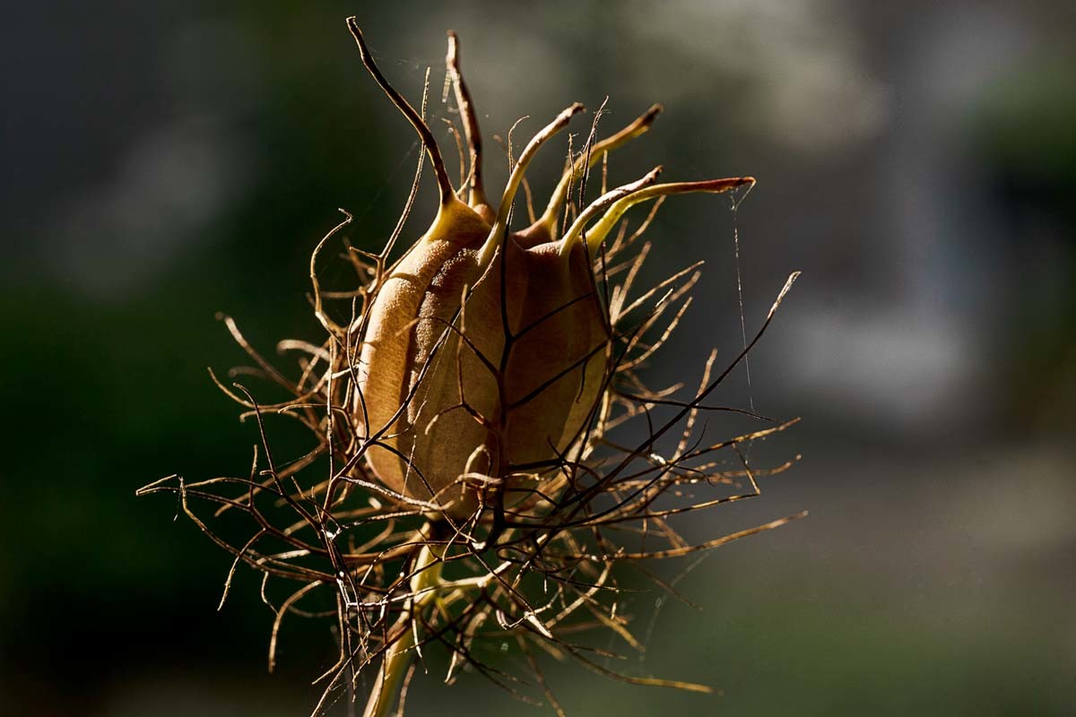 Photographie de fleurs