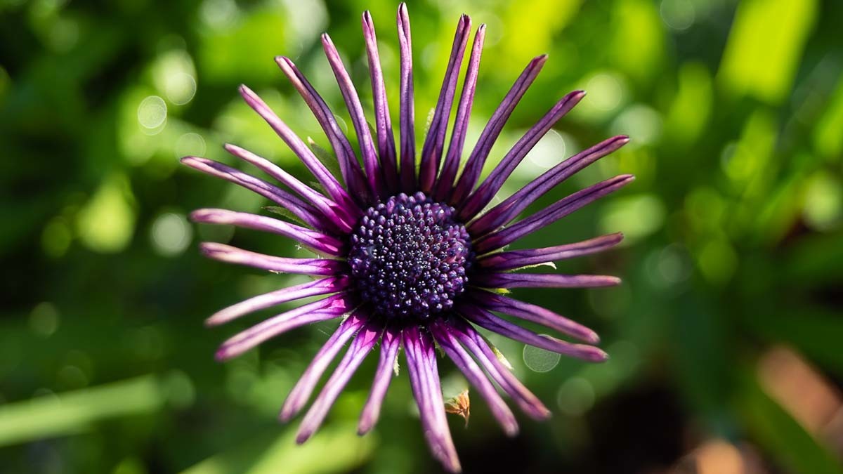 Photographie de fleurs