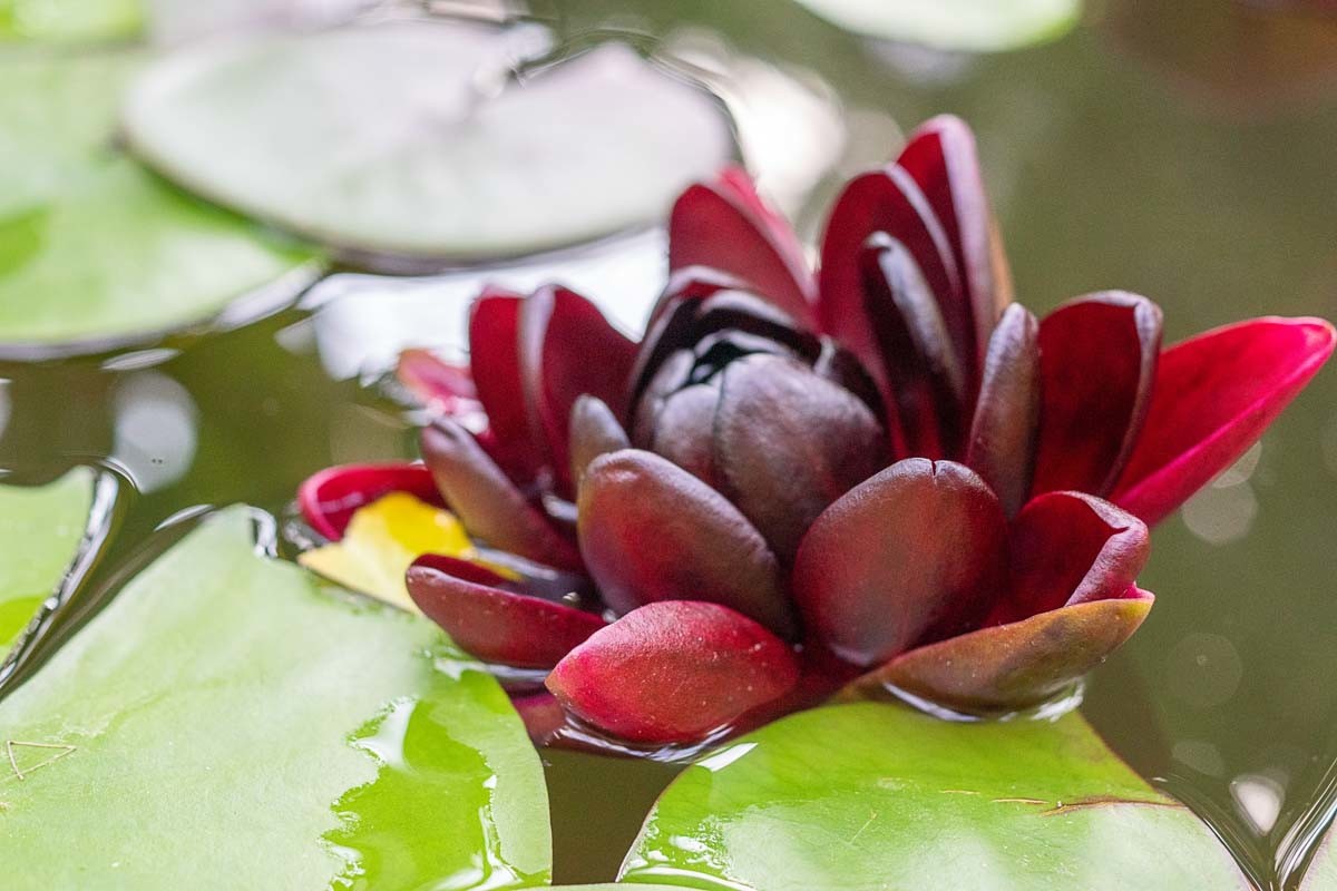 Photographie de fleurs