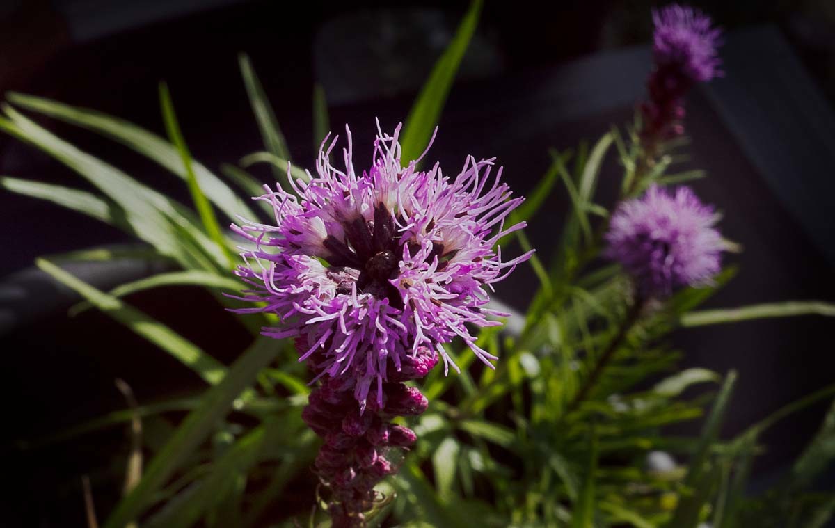 Photographie de fleurs