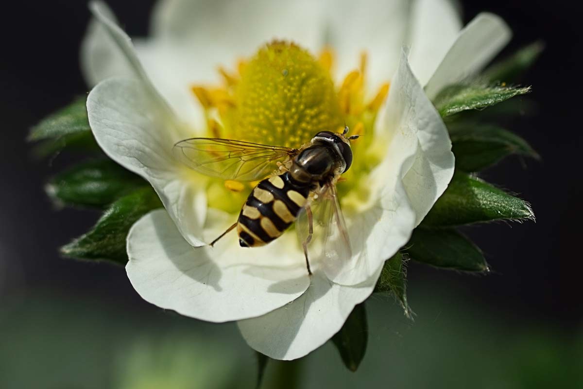 Photographie de fleurs