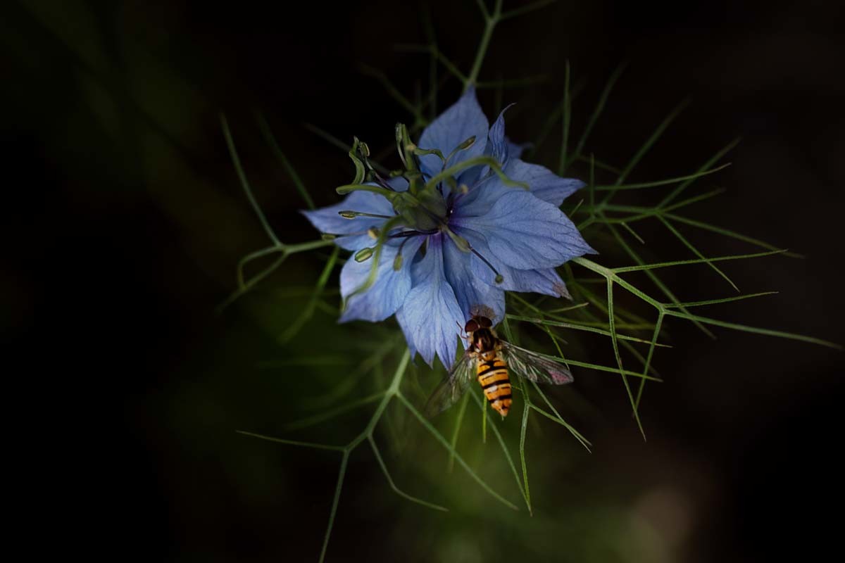 Photographie de fleurs