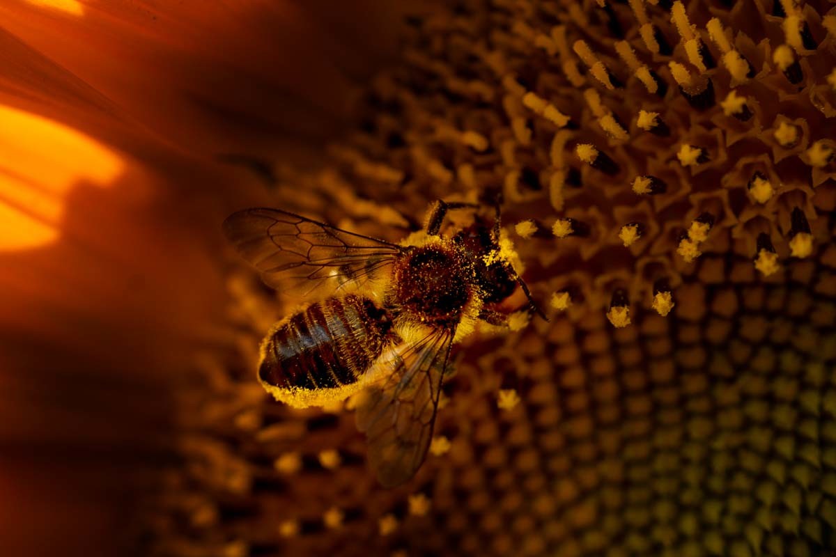 Photographie de fleurs