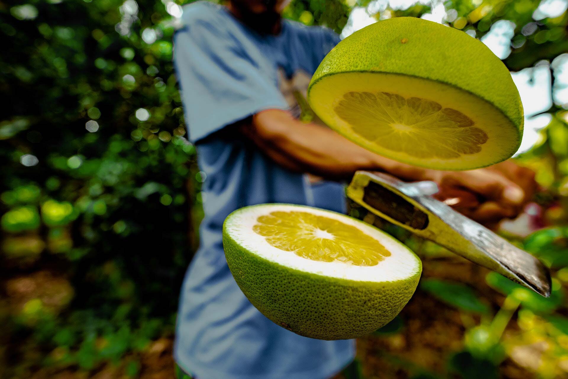 Pomelo