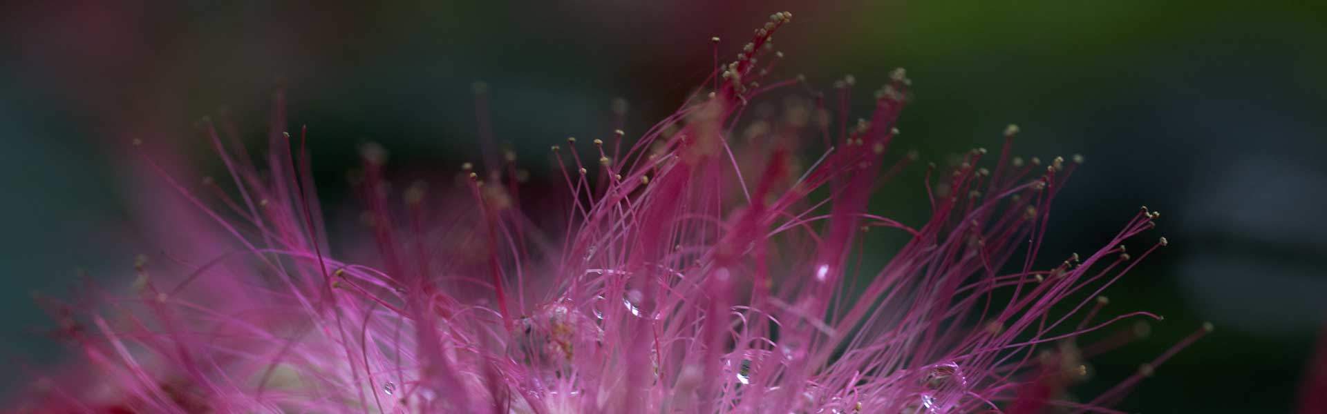 photo de fleurs