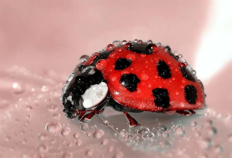 Macrophotographie