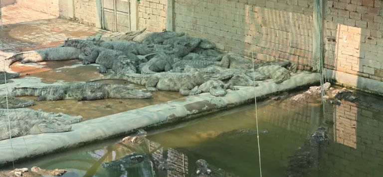 Elevage de Crocodiles