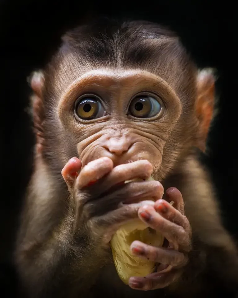 Photo de singe