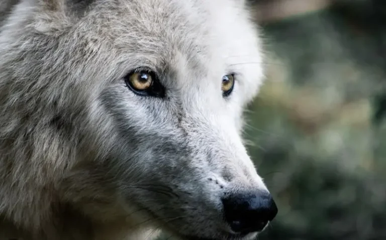 Loup sinistre